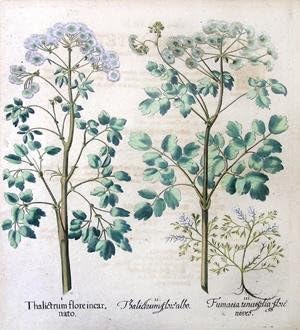 Talictrum flore albo, u NB. 25