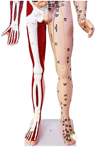 Muški akupunkturni model od 85 cm-ljudski akupunkturni model masaža s mišićima-super jasan natpis pola kože pola mišića anatomija kostura