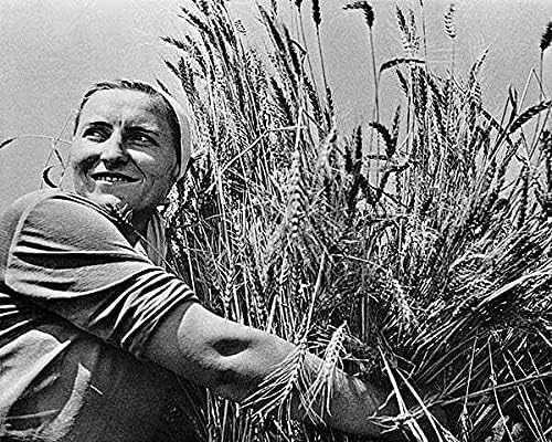 Ruska žena kolektivni poljoprivrednik s pšenicom 11x14 Silver Halonide Photo Print